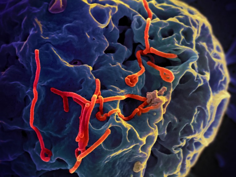 Ebola : c’est fini !