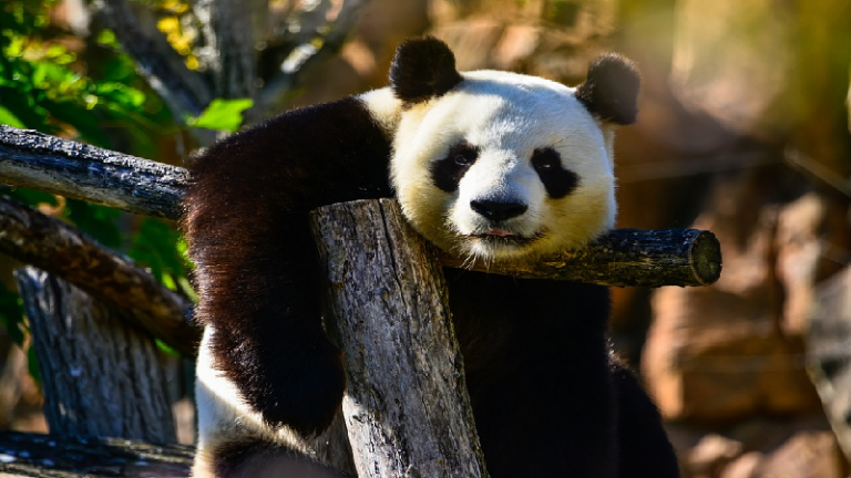 Il menace de tout faire sauter habillé en panda