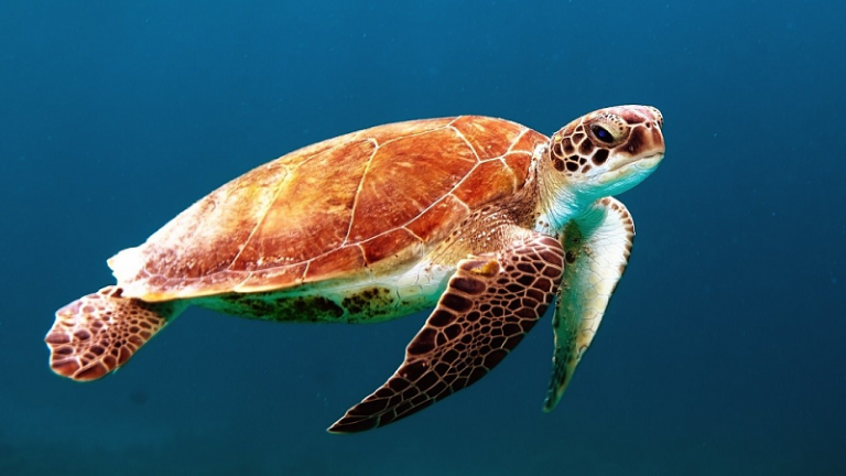 Tortue Ninja 2 : le carton
