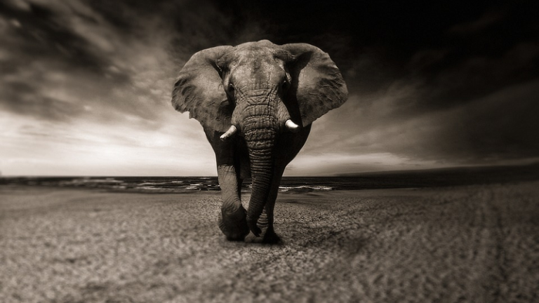 Un éléphant écrase deux touristes