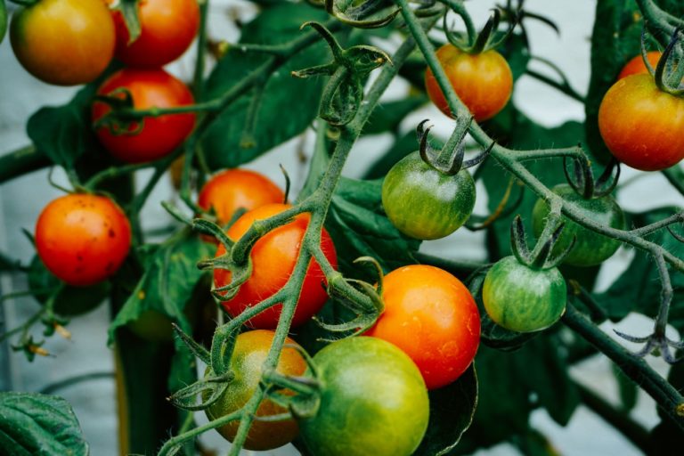 Un verger de tomates.