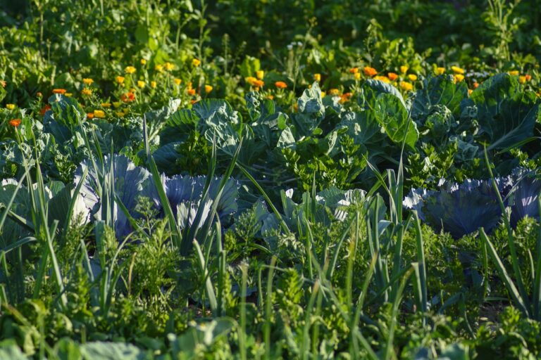 Le potager en France : évolution d’une pratique face à la mondialisation