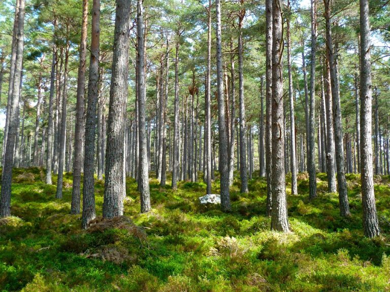 Macron relance la planification écologique : un objectif durable?
